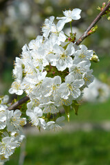 Sweet cherry branch with flowers