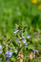 Obraz premium Ground ivy flowers