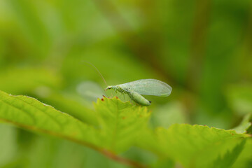 Green an insect with wings on a green leaf in the nature