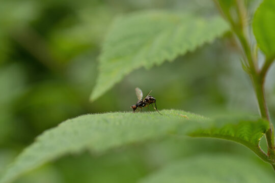 Fly on a green leaf in the garden. Macro photography of insect