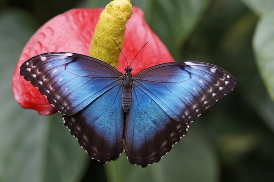 The delicate butterfly gracefully flutters amidst a garden of vibrant blossoms, its colorful wings gently caressing the air with an enchanting elegance.