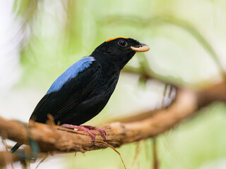 A Blue backed Manakin sitting on a branch - 781159408