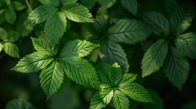 Close-up of lush foliage against dark backdrop