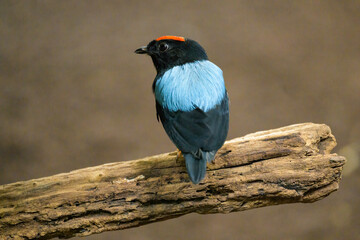 A Blue backed Manakin sitting on a branch - 781161283