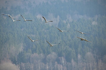 Fototapeta premium Crane birds in the nature habitat