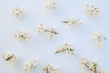 Branch of a blossoming tree on a white background,blossom in spring. Top view, space for text, background, copy, postcard. 