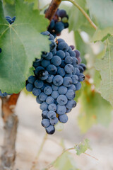 Close up of freshly harvest red grapes in a vineyard