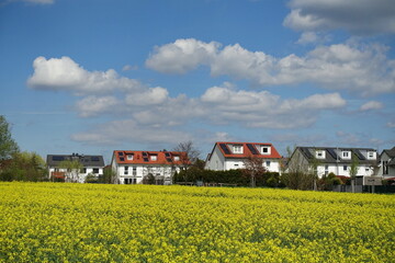 Rapsfeld bei Roedermark-Urberach