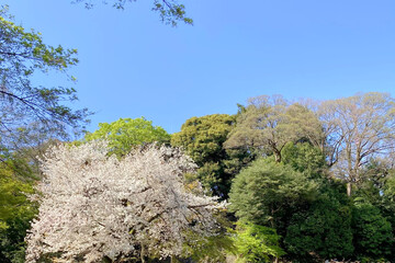 Obraz premium 日本の桜の木