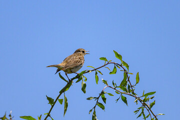 A Meadow Pipit sitting on small twig - 781163887