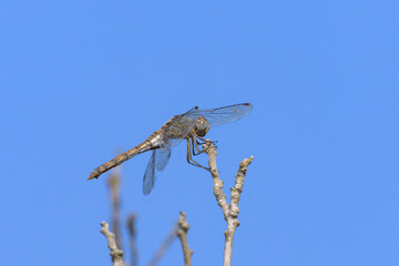 A common darter dragonfly resting in the sun - 781164073