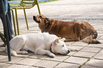Two mixed breed dogs  lying next to their owner at an outdoor cafe