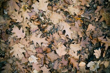 Top view of dry fallen colorful autumn leaves in the forest - fall wallpaper