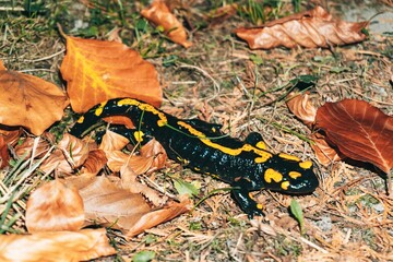 Black and yellow Fire salamander crawling on the ground with dry fallen leaves