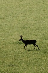 Vertical high angle shot of a horned deer grazing on a rural green field
