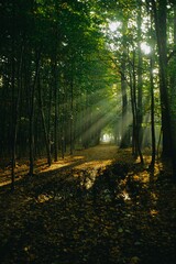 sun rays shine through trees in a forest during sunrise. panoramic view with forest path.