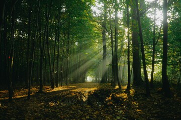 sun rays shine through trees in a forest during sunrise. panoramic view with forest path.