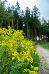 Vertical shot of Solidago canadensis flowers with tall trees in the background
