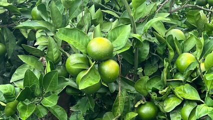 Green Tangerines at the Jeju Island in a rainy day