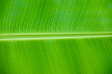 Macro of a green leaf - perfect for background