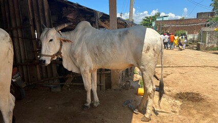 Beautiful white cow on a farm under the shelter