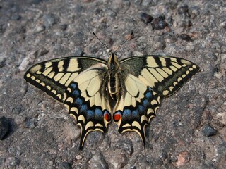 Fototapeta na wymiar Closeup shot of a butterfly sitting on a stone surface