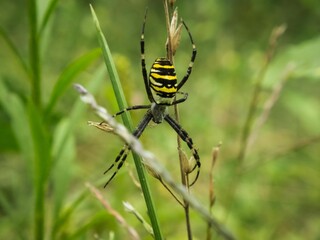 Macro shot of a wasp spider on tall grass, also known as Argiope Bruennichi
