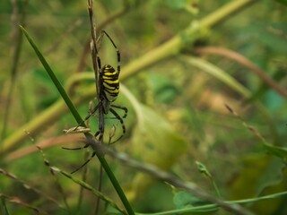 Macro shot of a wasp spider on tall grass, also known as Argiope Bruennichi