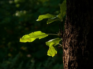 Closeup shot of bright green leaves on a brown tree trunk, with a forest in the background