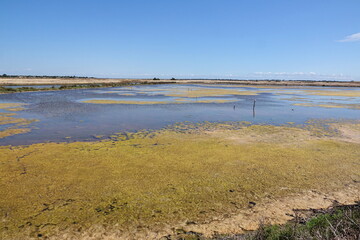 Tuempel auf der Ile de Re