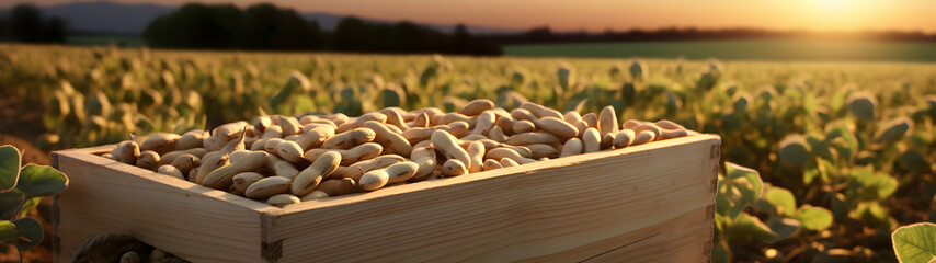 Soya beans harvested in a wooden box in a plantation with sunset. Natural organic fruit abundance. Agriculture, healthy and natural food concept. Horizontal composition, banner.