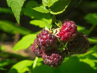 Closeup of fresh raspberry fruits on a farm