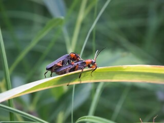 Macro of mating Soldier beetles (Cantharis pellucida) on a green leaf