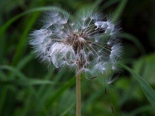 Shallow focus shot of a blown dandelion fluff