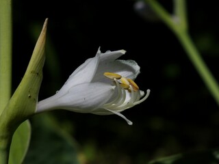 Closeup of a white lily flower isolated on a black background