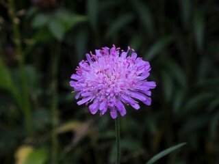 Fototapeta premium Closeup of a Knautia flower in a field