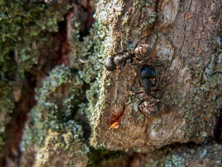 Macro shot of ants on a mossy tree bark