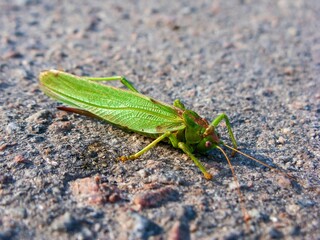 Close-up shot of a green grasshopper on the ground