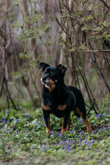 A little black old dog in early spring