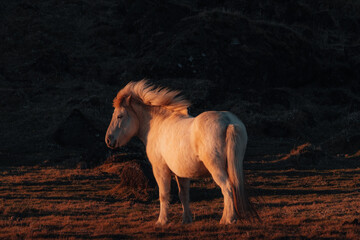 icelandic cute horses grazing with natural light 
