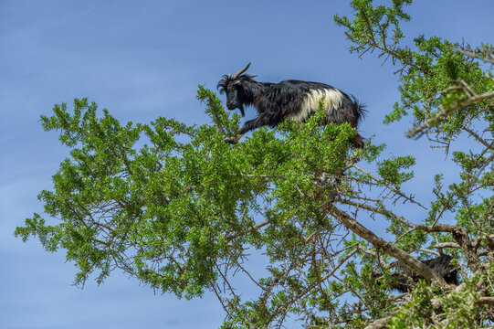 Goat Balancing in Argan Tree in Morocco