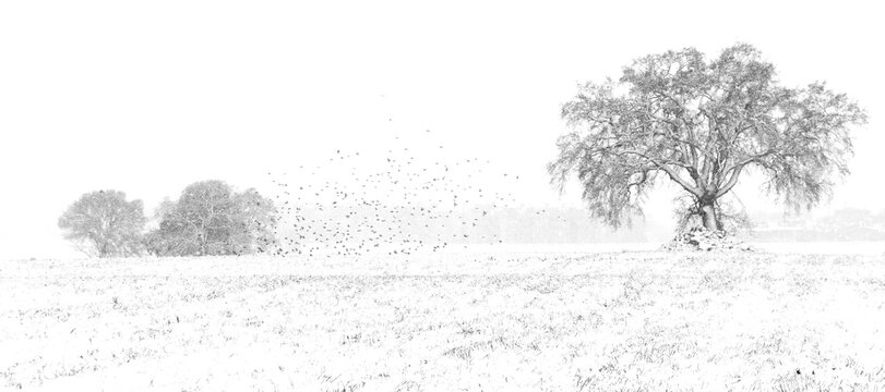 Solitary Oak Tree in Snowy Forest with Flock of Birds