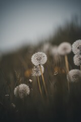 Selective focus shot of common dandelions in the field with blur background - obrazy, fototapety, plakaty