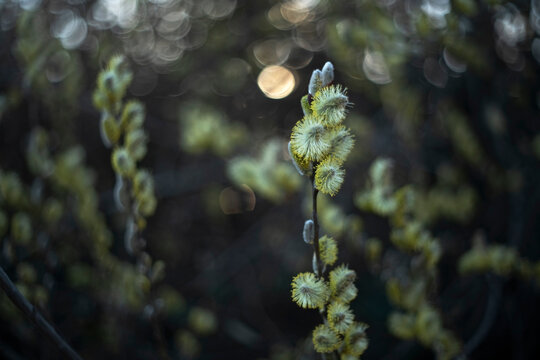 Willow catkins in bloom with glowing spring bokeh - Powered by Adobe