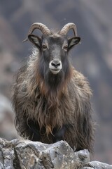 Obraz premium AI generated illustration of a Himalayan Tahr (Hemitragus jemlahicus) with a shaggy coat