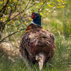 Pheasant, a male with beautiful plumage
