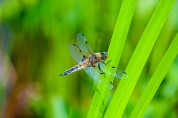 Closeup of a beautiful four-spotted chaser dragonfly on a green plant in a garden