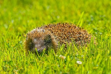 Closeup of an adorable hedgehog on green grass during daytime - Powered by Adobe