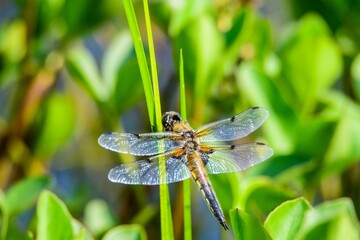 Closeup of a beautiful four-spotted chaser dragonfly on a green plant in a garden
