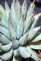 Aloe caviflara